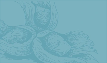 Asset 3 decorative image of hazelnut