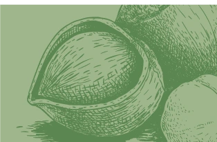 Asset 4 decorative image of hazelnut
