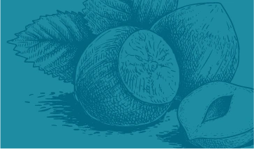 decorative image of hazelnut