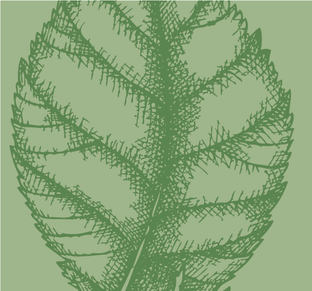 decorative image of hazelnut